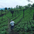 Cafeu Guatamala Single Estate kaffe