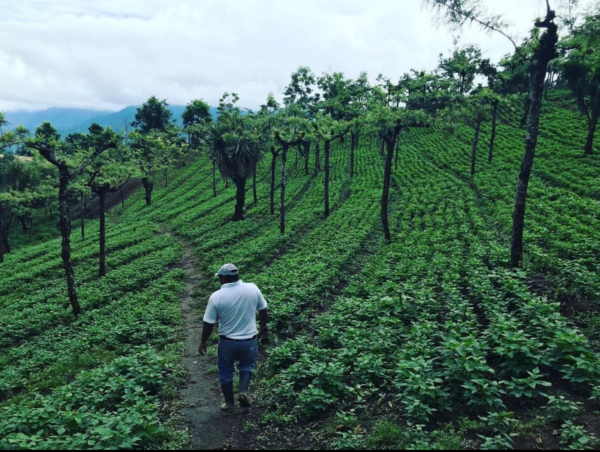 Cafeu Guatamala Single Estate kaffe