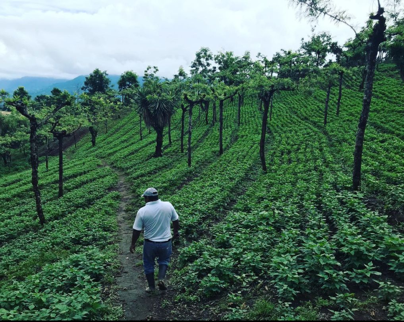 Cafeu Guatamala Single Estate kaffe