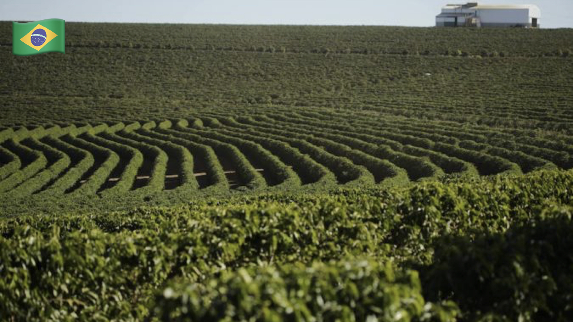 B redygtige Kaffel sninger Cafeu Den Mest Enkle Kaffel sning