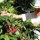 Bæredygtig kaffebønner fra Honduras