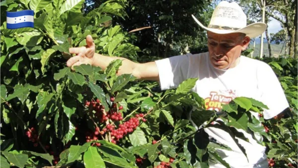 Bæredygtig kaffebønner fra Honduras