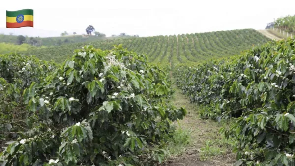 Bæredygtige kaffebønner fra Yirgacheffe, Sidamo, Etiopien