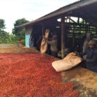 Den Kenyanske proces er en særlig lokal metode til at forarbejde kaffe af højeste kvalitet fra Kenya på en skånsom og bæredygtig måde.