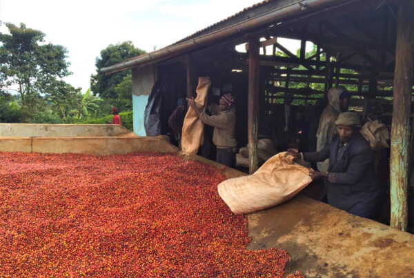 Den Kenyanske proces er en særlig lokal metode til at forarbejde kaffe af højeste kvalitet fra Kenya på en skånsom og bæredygtig måde.